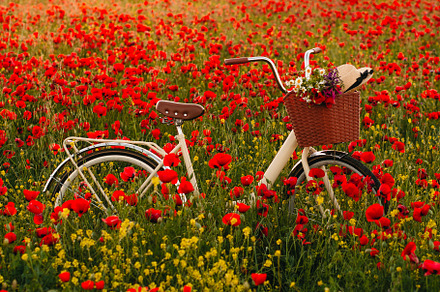 Bicycle in a poppy field