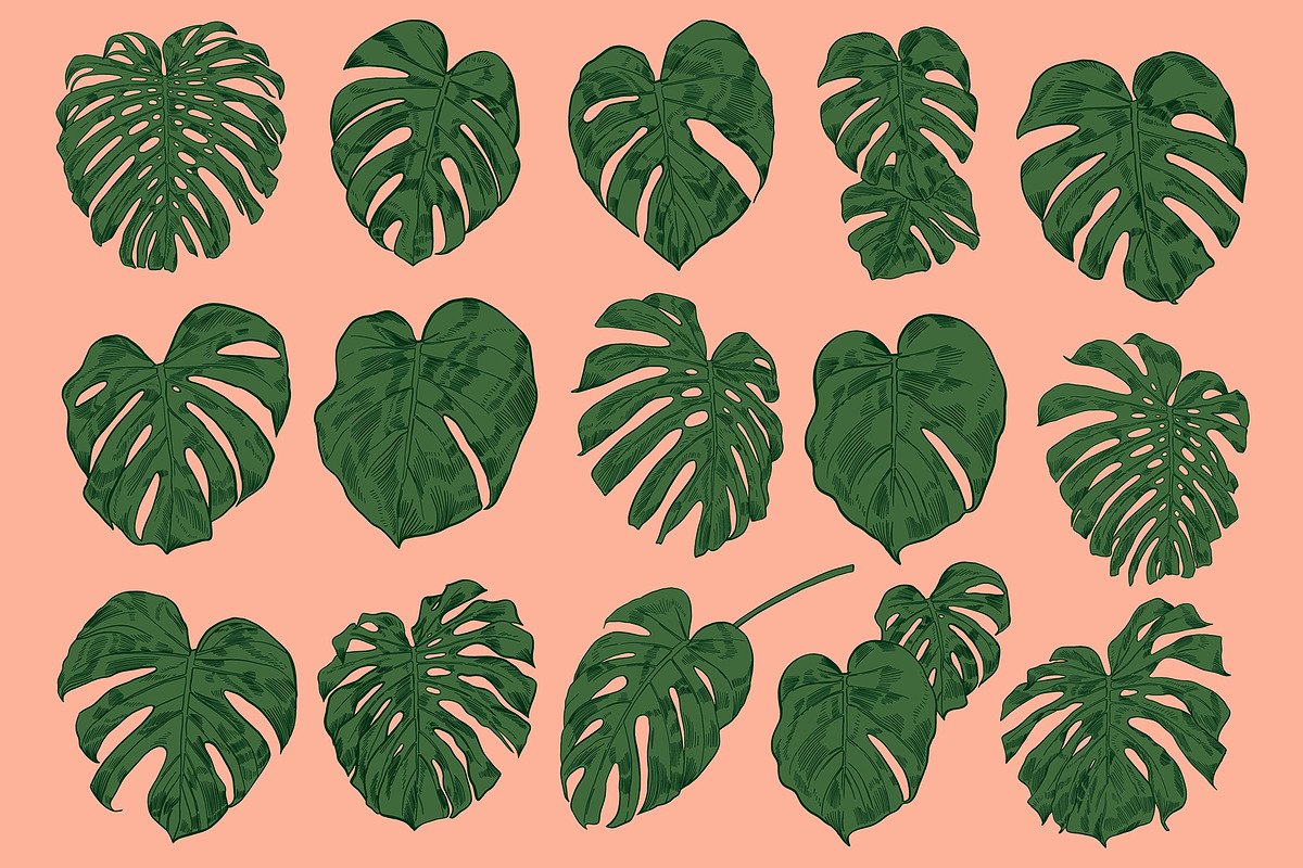 MONSTERA LEAVES, a Decorative Illustration by Tanya Akhmett (Photo 3 of 8)