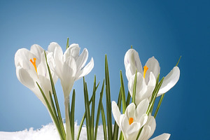 Snowdrops in snow featuring snowdrop, card, and cover, a Nature Photo by Liliia Rudchenko