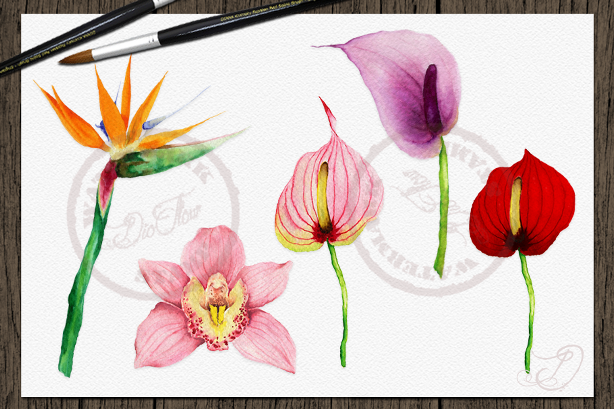 Tropical Big Pack Watercolor Clip, a Decorative Illustration by DioFlow (Photo 16 of 26)