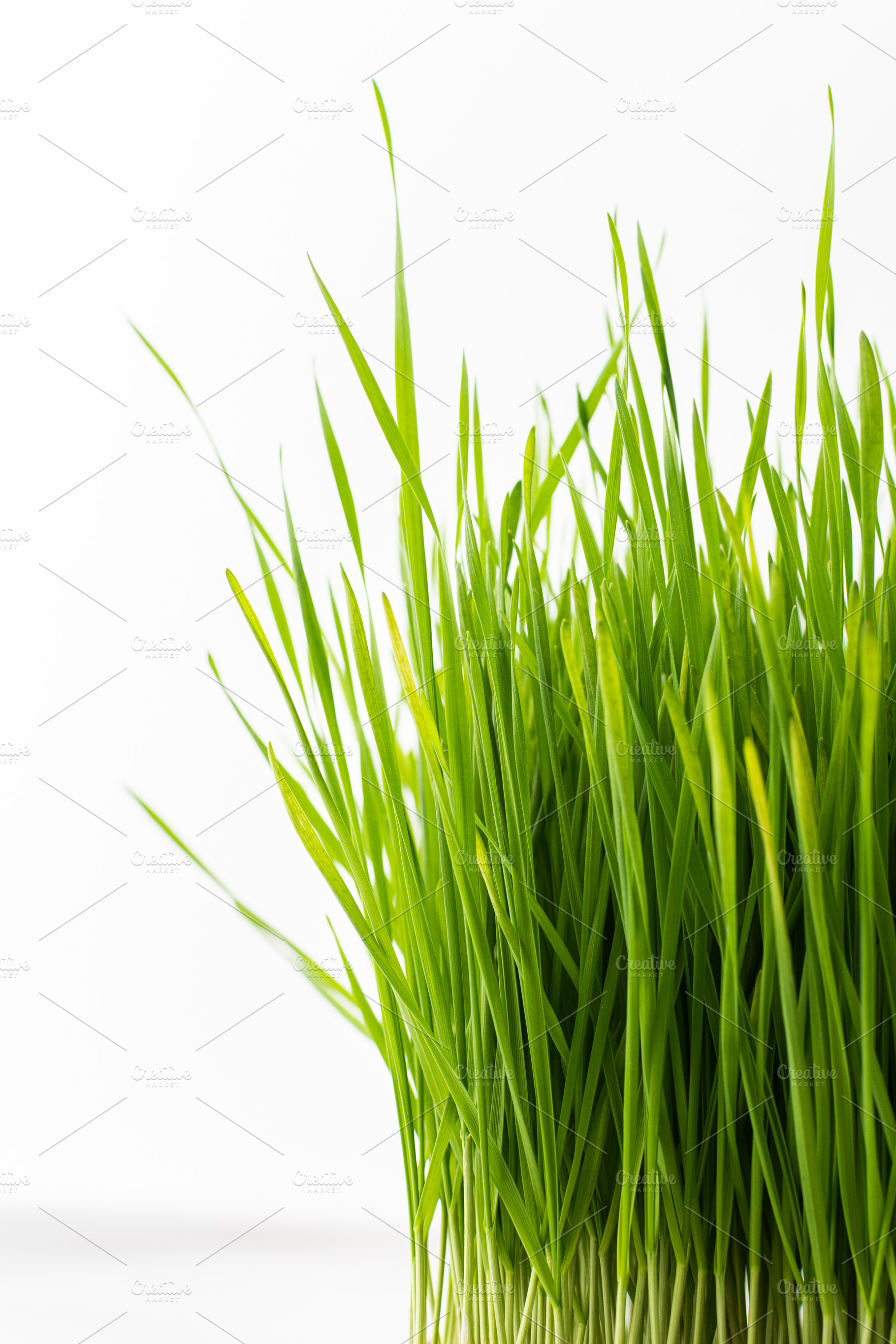 Vegetable greens of wheat, a Food & Drink Photo by Pandateam