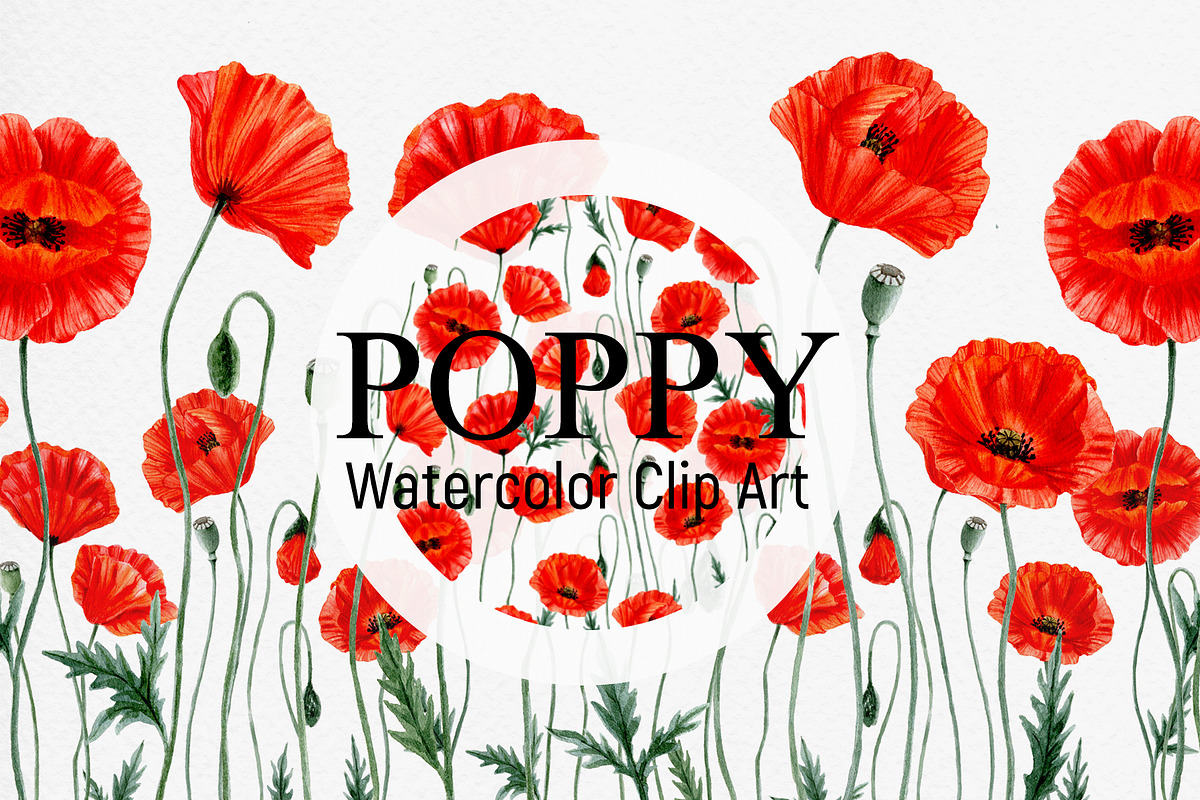POPPY- clip art., an Illustration by ARTVracovska (Photo 1 of 4)