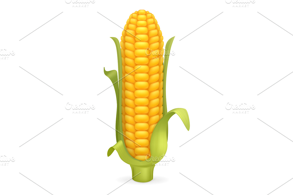 Corn vector icon