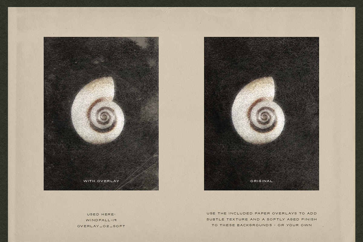 Windfall Organic Nature Backgrounds, a Background Graphic by alonahaidash (Photo 9 of 14)