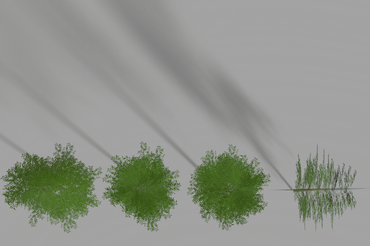 Eucalyptus tree #1, an Environmental 3D Model by AndrewWhite (Photo 5 of 13)