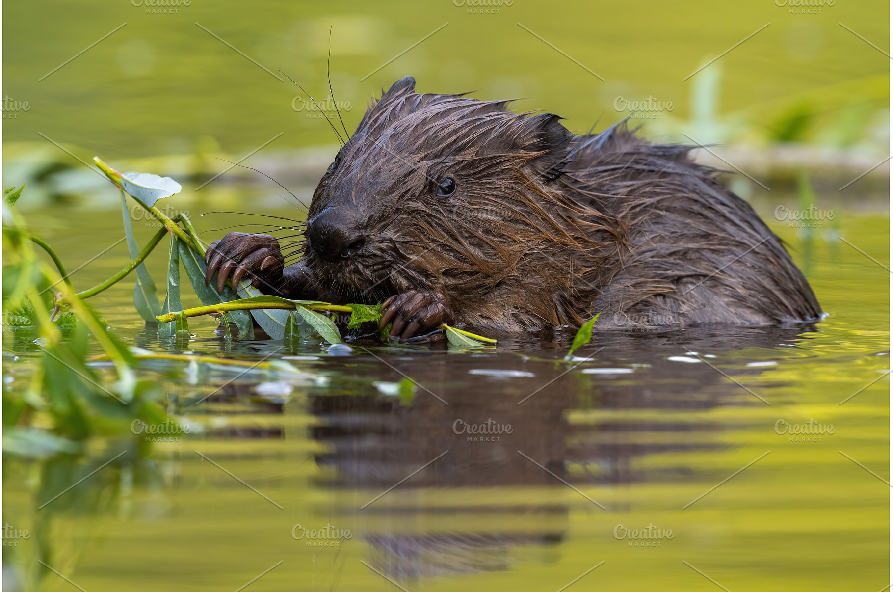 Wet eurasian beaver eating leaves in, an Animal Photo by WildMedia