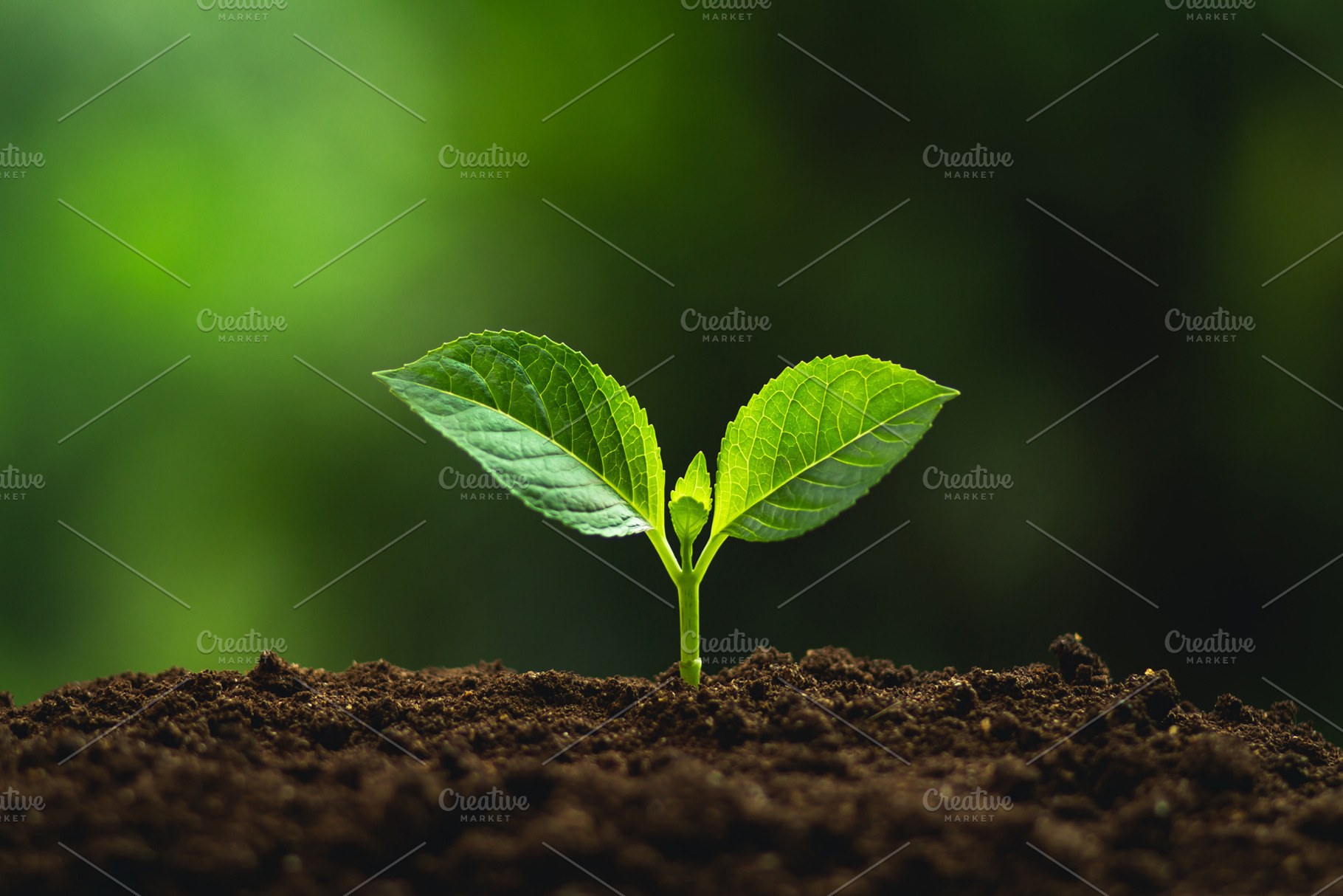 Plant a tree, a Photo by Art Rachen