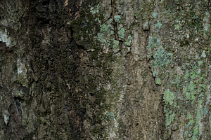 Close Up Texture of bark on a tree