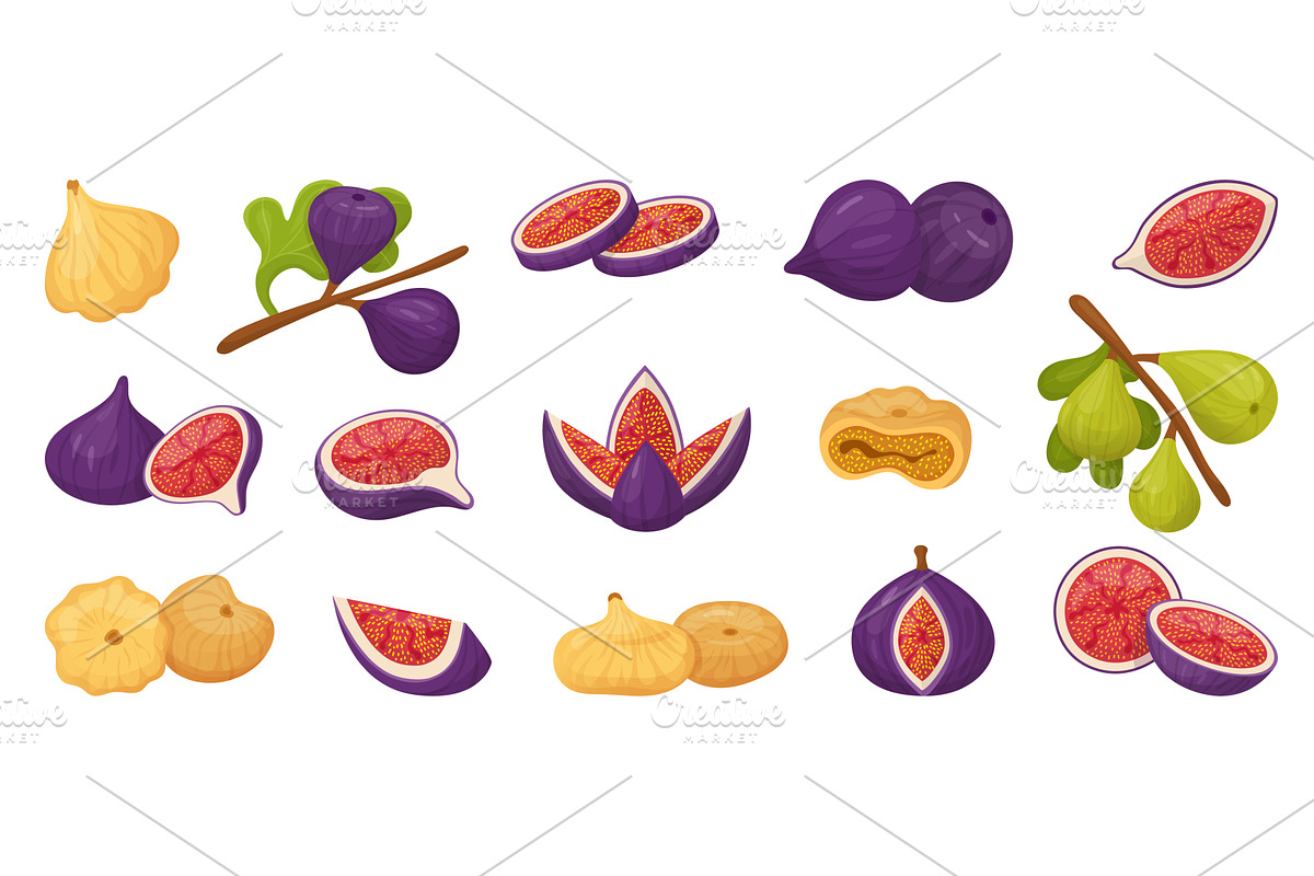 Fig tree fruits. Juicy fresh and dry, an Illustration by Valerie Bodnar