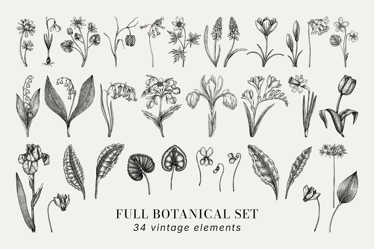 Spring Wildflower Vintage Vector Set, a Seasonal Illustration by Yevheniia (Photo 9 of 9)