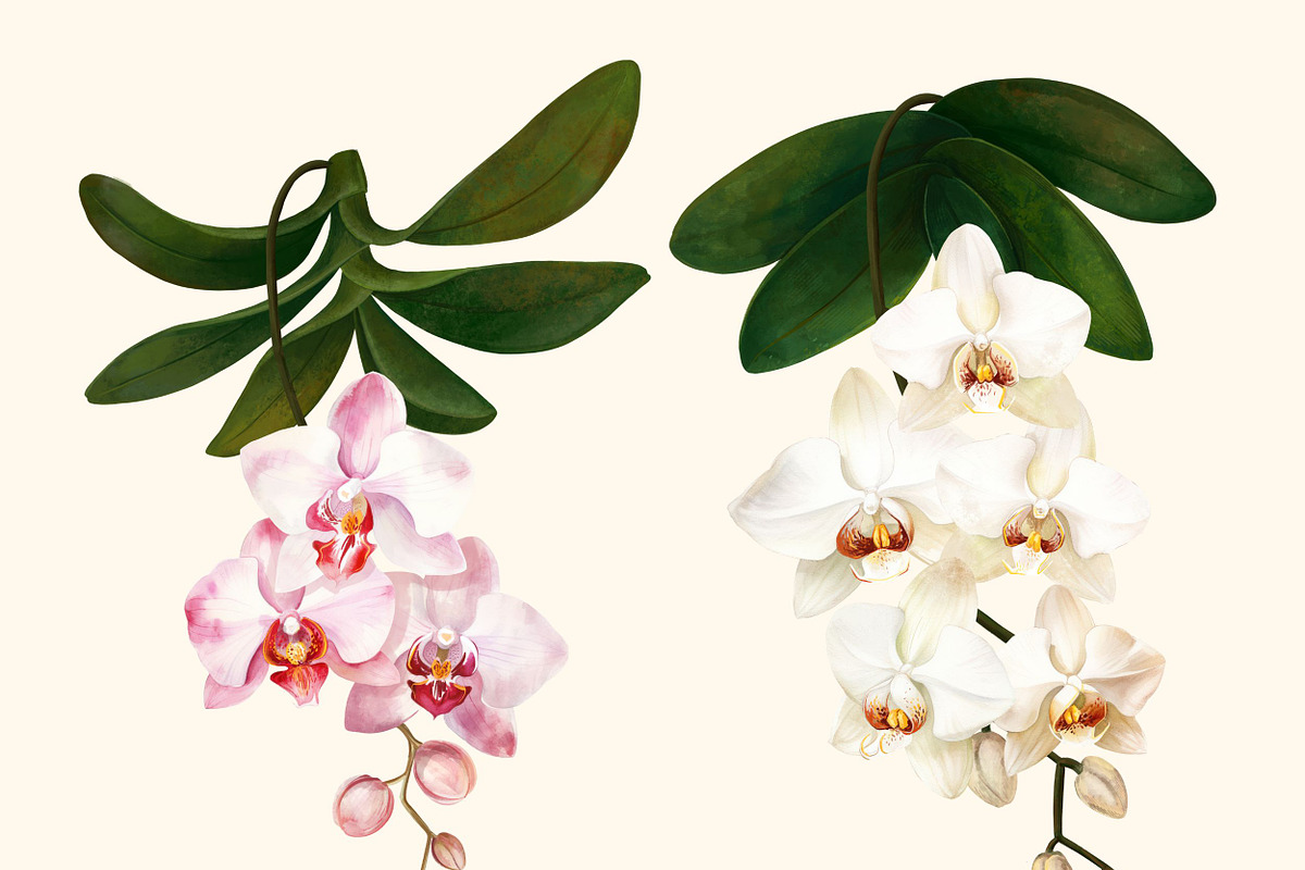 Orchids flower pattern and elements, a Decorative Illustration by irina.vaneeva (Photo 5 of 6)