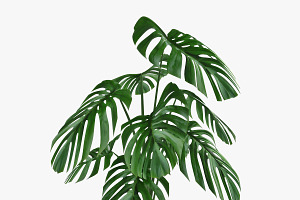 Monstera 05