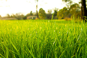 Lush Grass, a Nature Photo by THP Creative