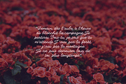 Lana Script Font, a Script Font by Imperfecto Fonts (Thumbnail 2 of 10)