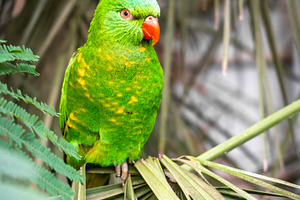 Green lorikeet perched among tropical leaves on Kangaroo Island,