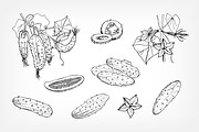 Different cucumbers, hand-drawn set, a Food Illustration by Good Studio (Thumbnail 3 of 5)