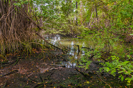 Mangroves trees, parque lineal kennedy, guayaquil, ecuador, a Nature Photo by DanFLCreativo