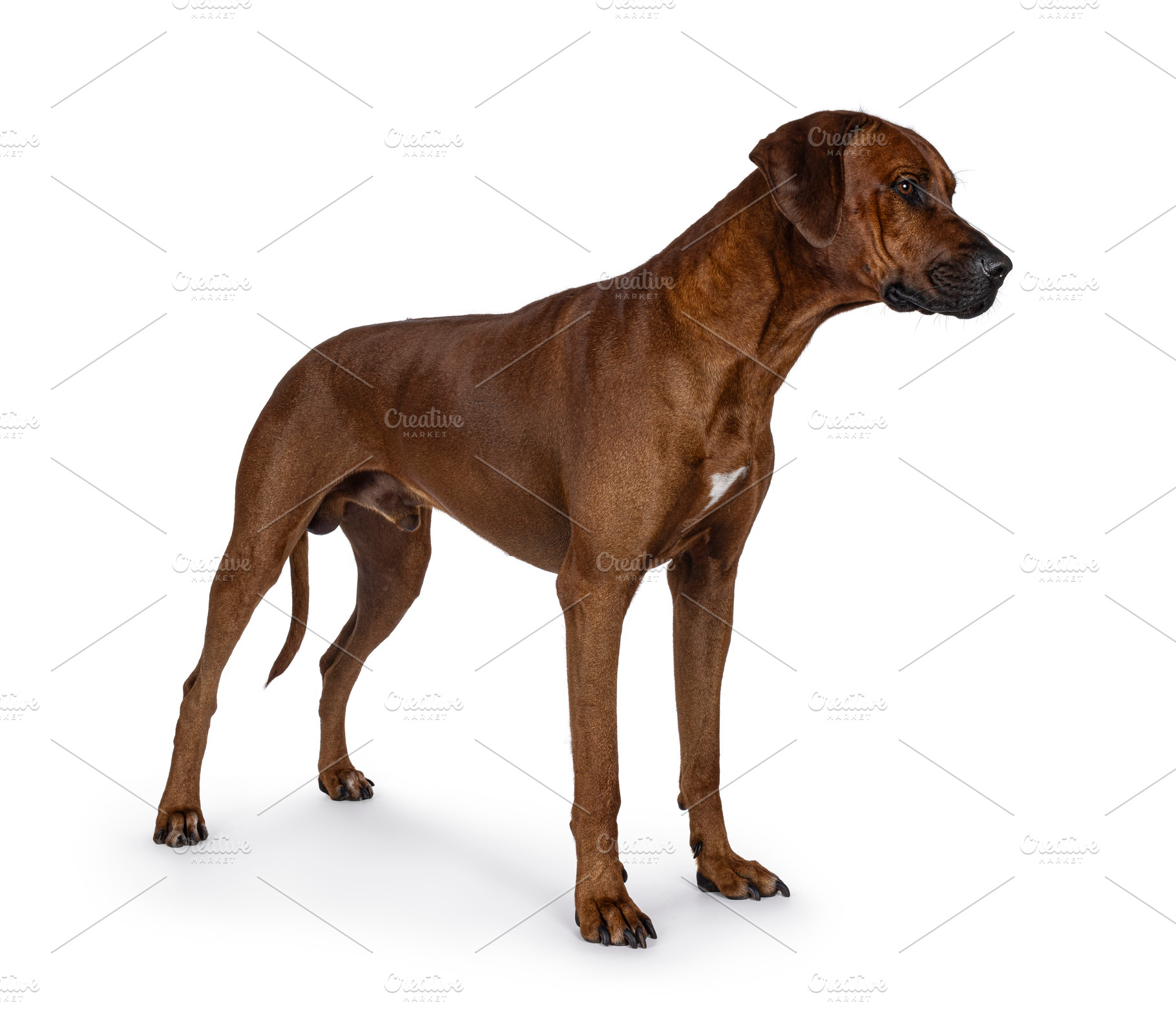 Rhodesian Ridgeback dog on white background, an Animal Photo by Cat'chy Images by Nynke