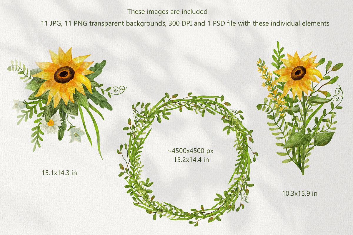 Sunflowers Watercolor Collection, an Illustration by Anna Druzhkova (Photo 3 of 17)