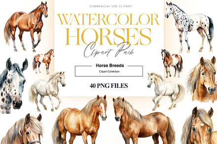 Horse Breeds Clipart, Appaloosa PNG, an Animal Illustration by BrushstrokeArtGB