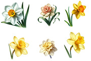 Watercolor daffodil Clipart, an Illustration by Designworld (Thumbnail 5 of 5)