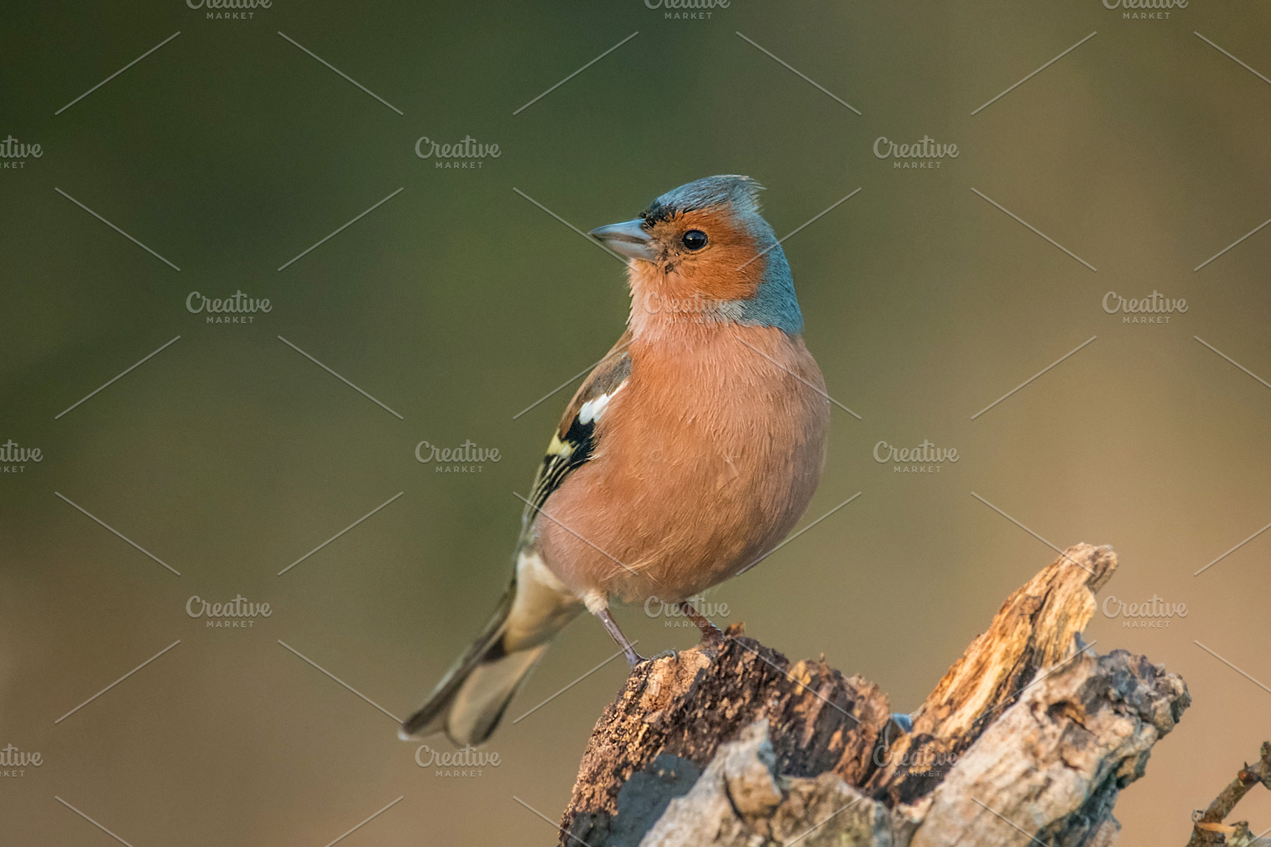 Common chaffinch fringilla coelebs containing nature, wildlife, and chaffinch, an Animal Photo by Nat