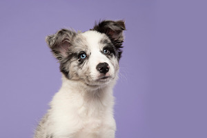 Border collie puppy portrait