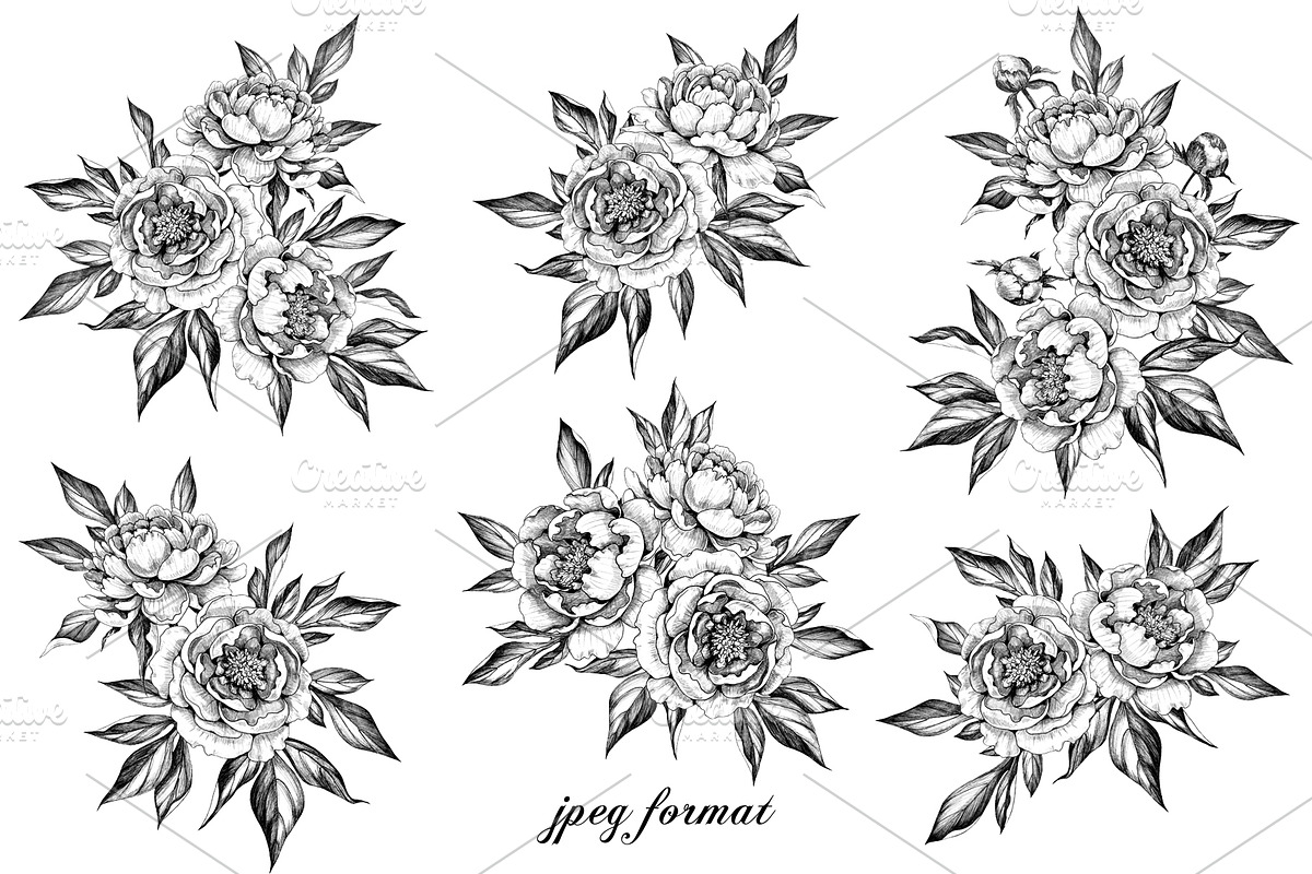 Hand Drawn Peonies, a Decorative Illustration by Valentyna Smordova (Photo 6 of 6)