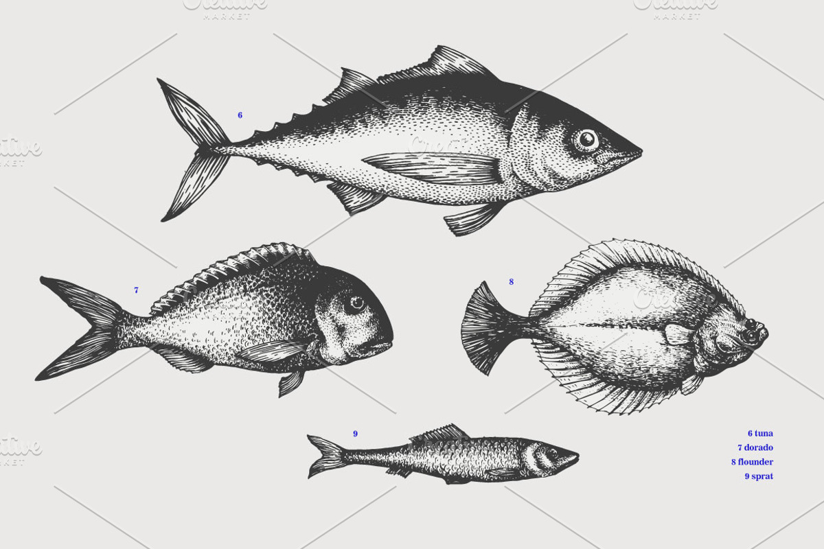 Fish Vector Collection, an Animal Illustration by Lubov Illustrations Shop (Photo 3 of 6)
