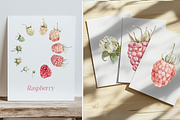 Raspberry Life Cycle Watercolor Set, an Education Illustration by Tati Bordiu (Thumbnail 4 of 4)