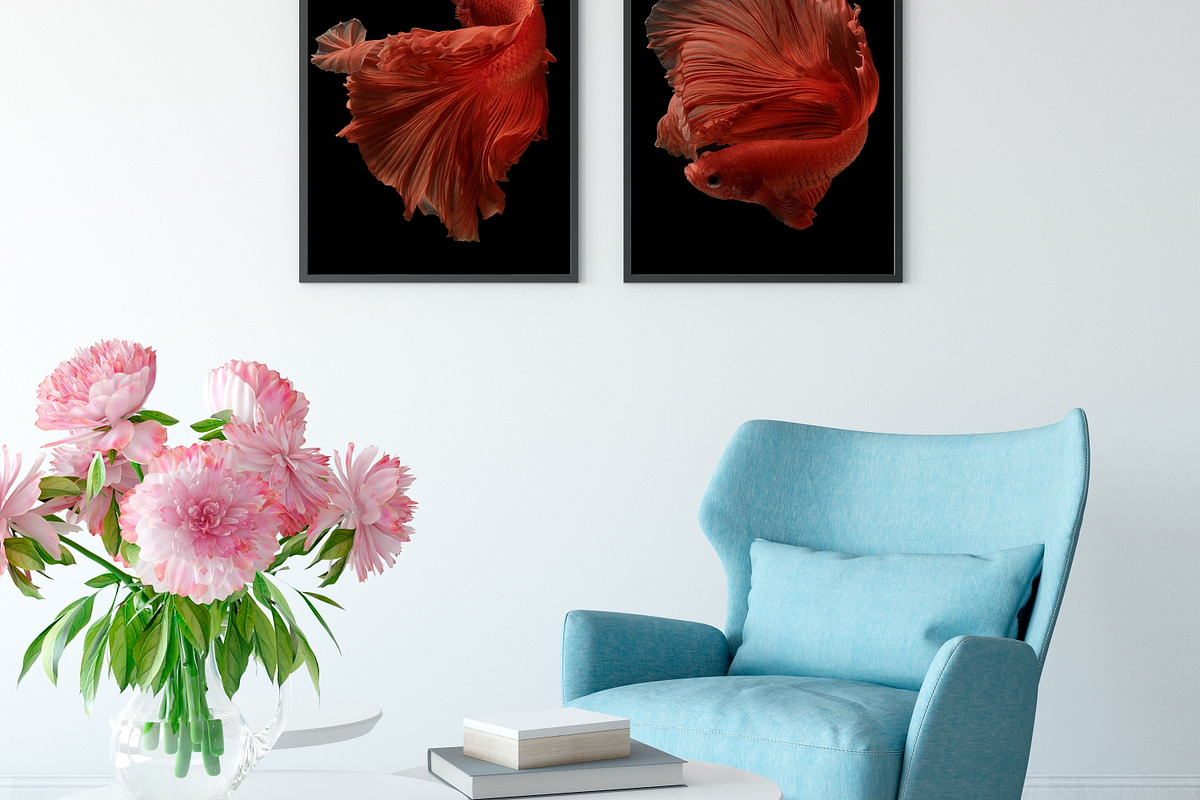 100 Photos of The Siamese Betta fish, an Animal Photo by coffeelover (Photo 5 of 12)