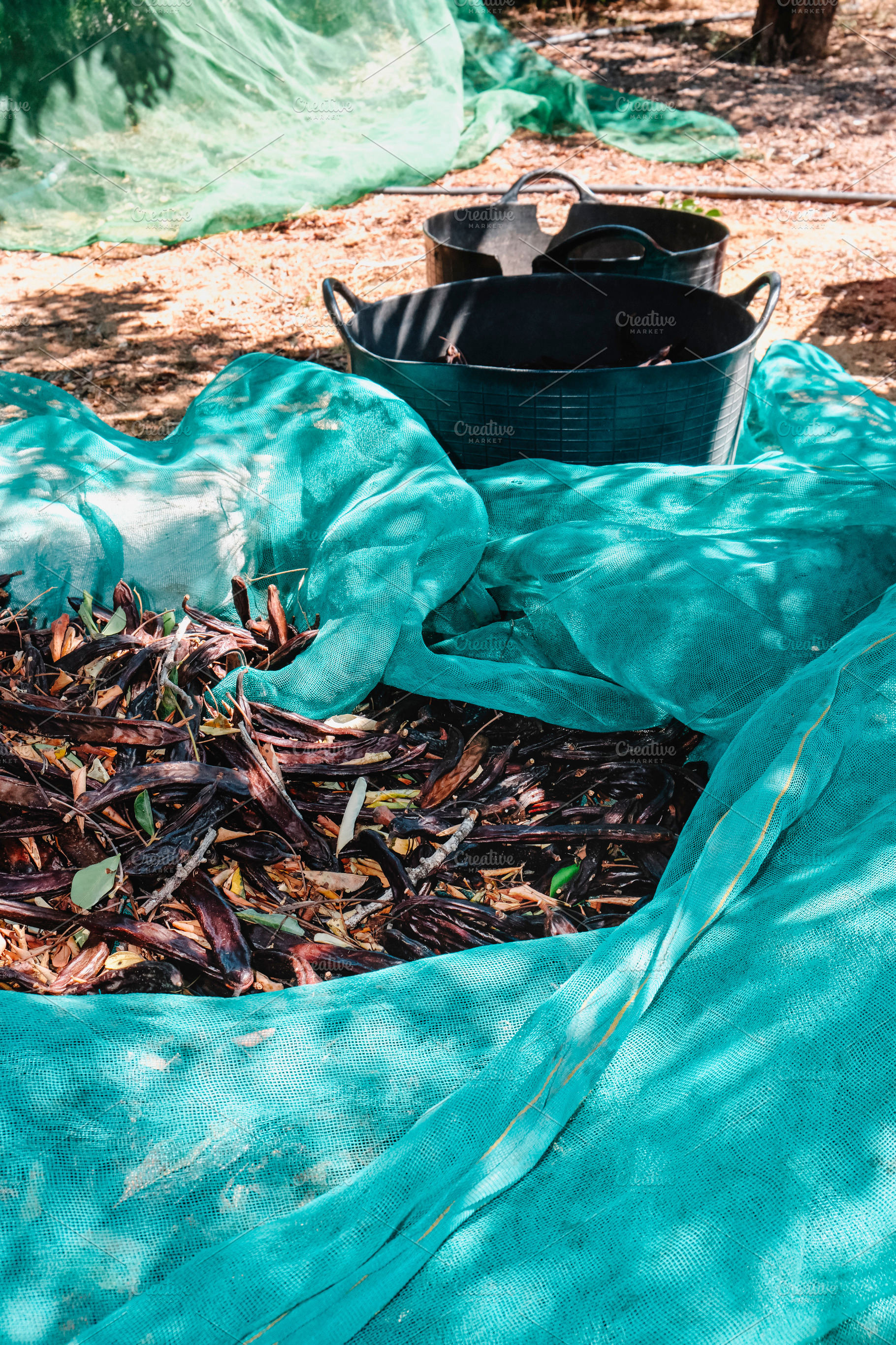 harvested carob pods on nets in Spain, a Photo by Nito
