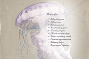 Ethereal Nature Archive Backgrounds, a Background Graphic by Natali Batu (Thumbnail 8 of 9)