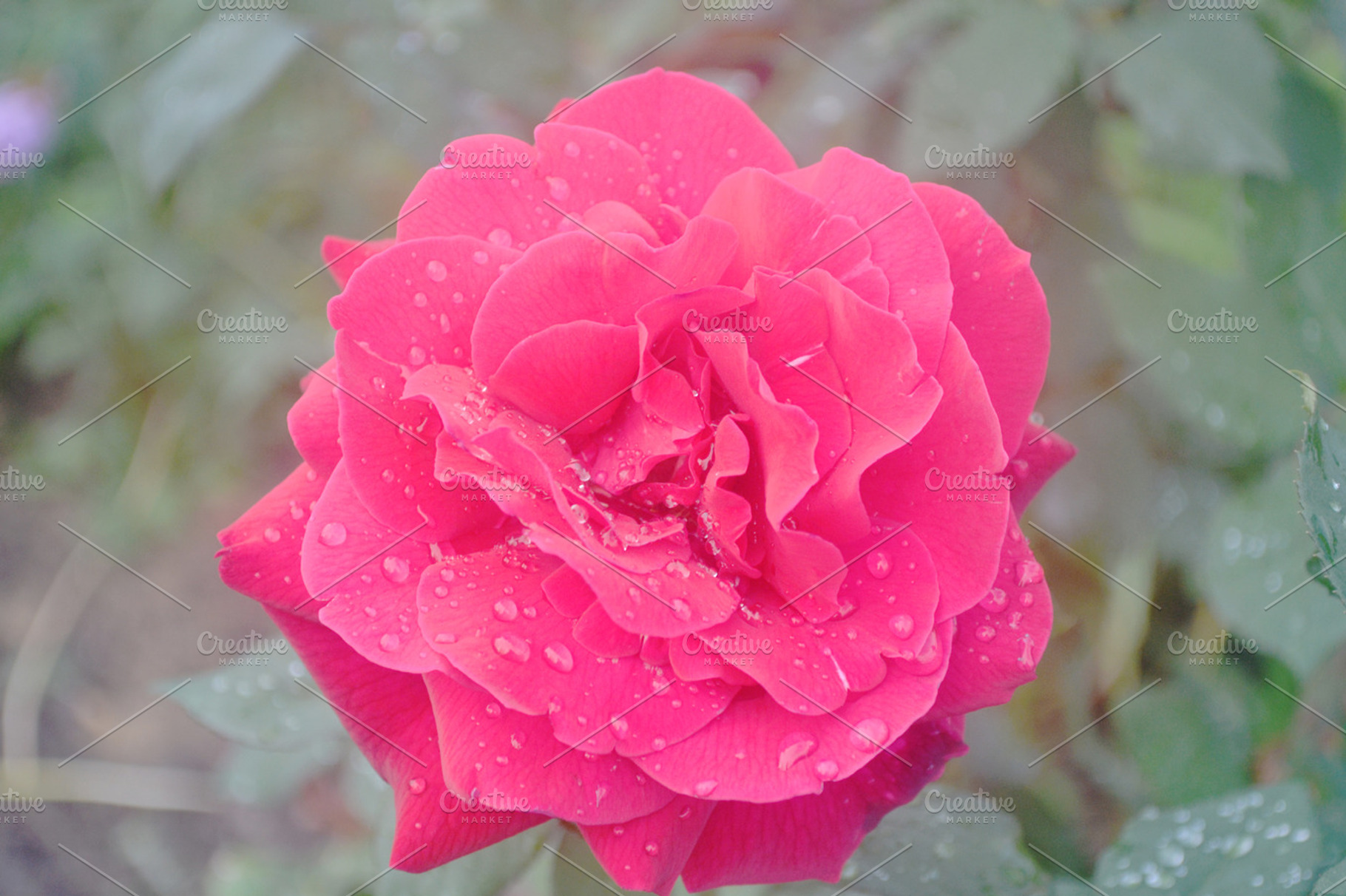 Organic Flower