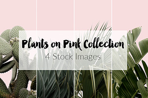 Plants on Pink ~ 4 Stock Photos