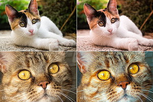 Felines Lr Presets