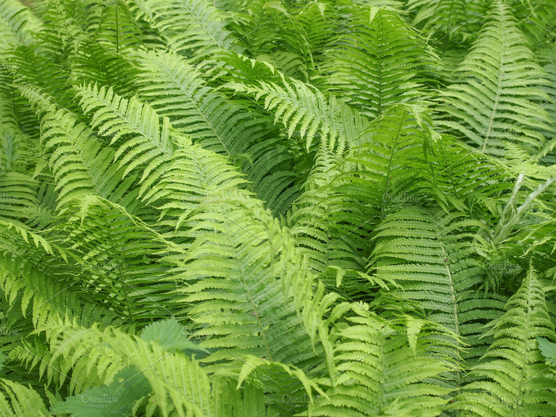 Ferns featuring fern, ferns, and leaves, a Nature Photo by WorldPhotos
