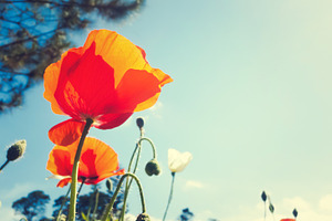 Red poppy stock photo containing decoration and macro
