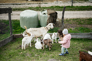 Two young children playing with a mother goat and her kids in a grassy farm enc, a Person Photo by AS photostudio