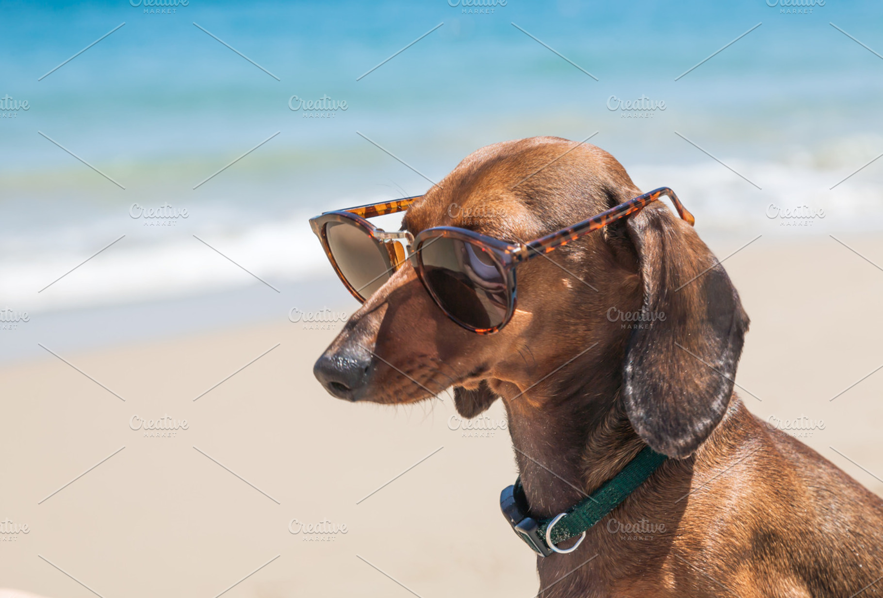 Dachshund dog with sunglasses stock photo containing dog and dachshund, an Animal Photo by huertas19