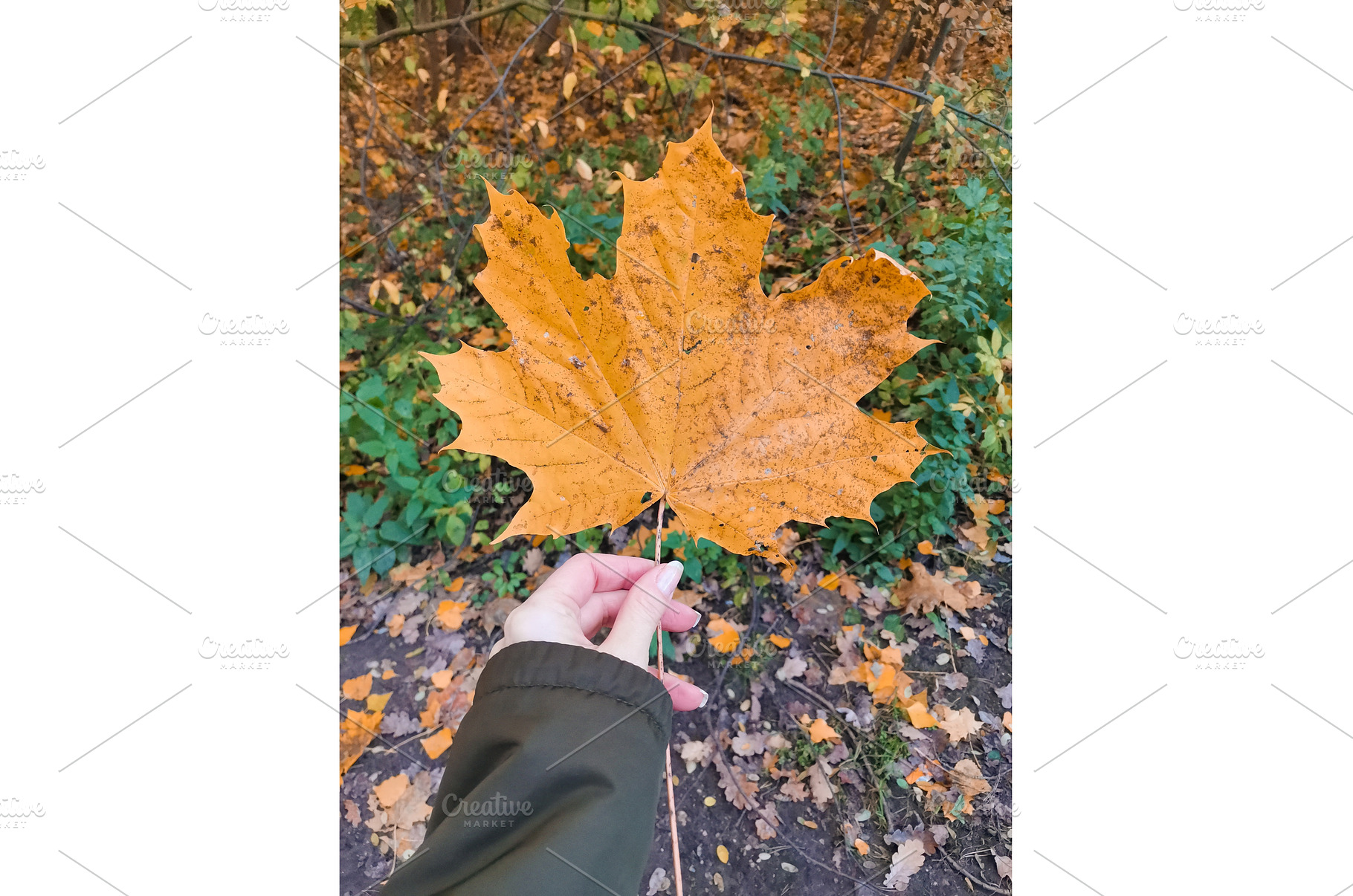 Large yellow autumn maple leaf in, a Background Photo by Tati_Kli