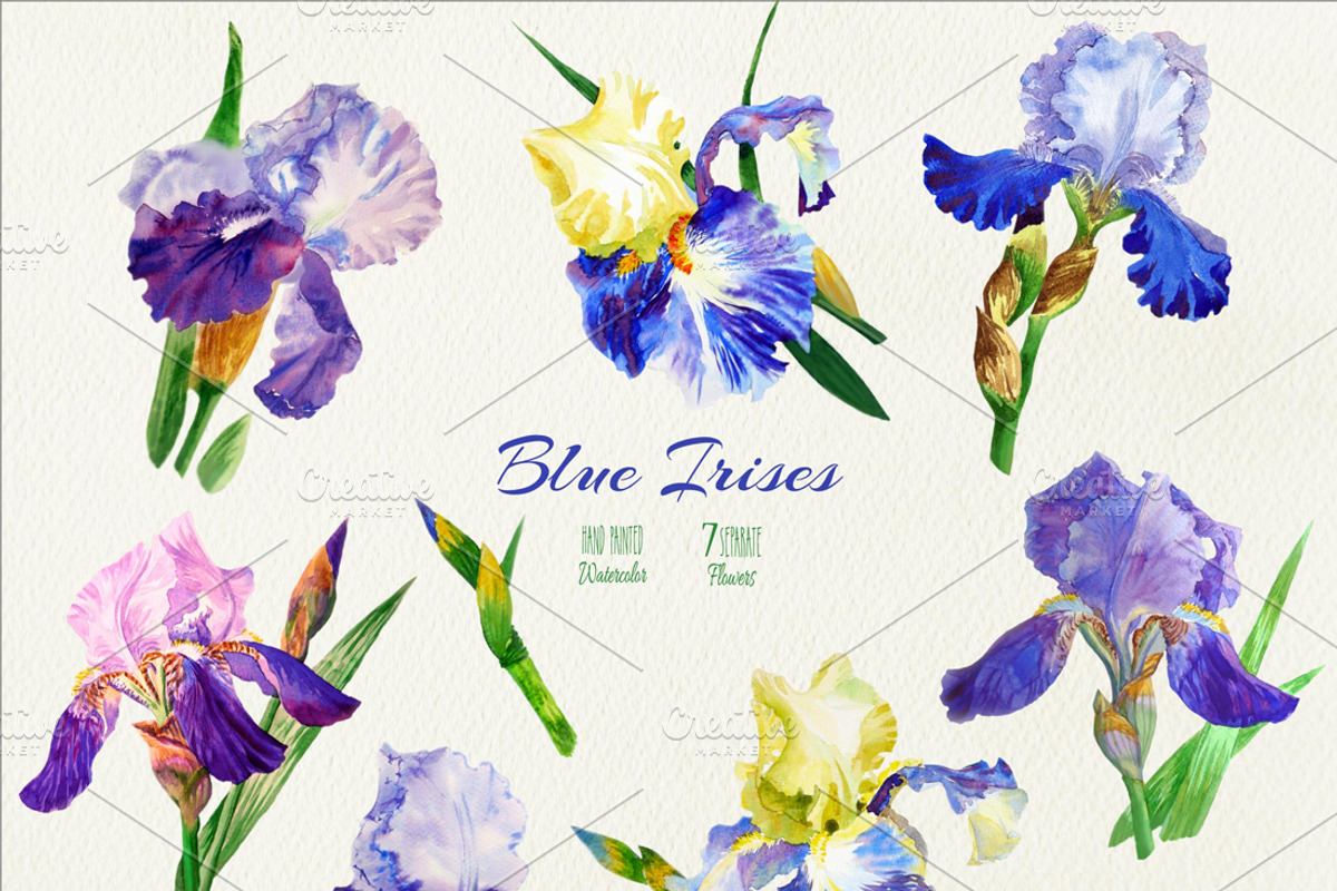 Blue Irises. Watercolor Clip Art, a Decorative Illustration by Nataliapiache (Photo 2 of 2)