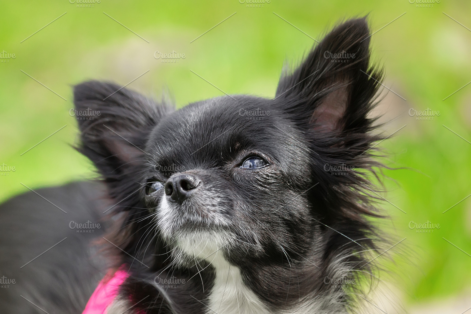Funny little chihuahua dog plays on, an Animal Photo by AlexBush