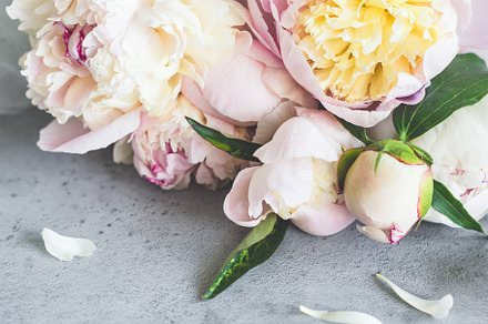 Beautiful pastel peonies on grey, a Holiday Photo by The baking man