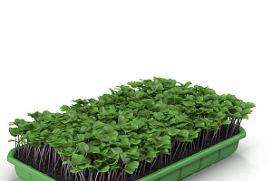 Seedlings Tray 2