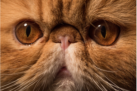Persian Exotic Longhair cat. Close, an Animal Photo by COLORFUL