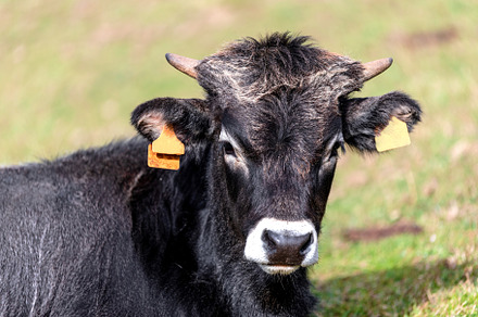 portrait of a tudanca breed calf, an Animal Photo by Perpis