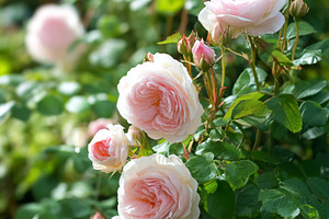Delicate pink English roses blooming in a lush garden, symbolizi, a Photo by Studio ANNA