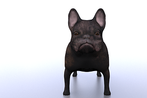 French Bulldog