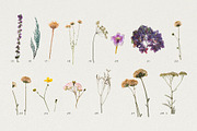 BUNDLE - Dry Flowers & Leaves, an Object Graphic by Sparrow & Snow (Thumbnail 5 of 28)